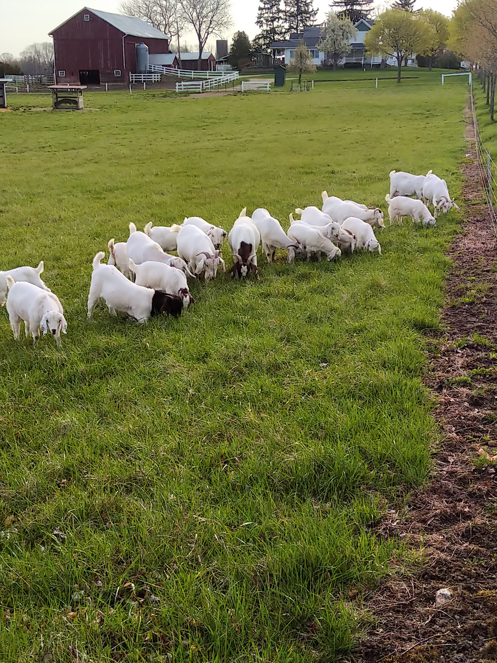 savannah goats at voogt farms